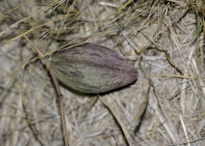 Chthamalia cynanchoides, photographed by Meghan Cassidy