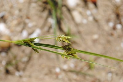 Cyperus schweinitzii, photographed by Zihao Wang