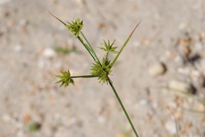 Cyperus grayi, photographed by Zihao Wang