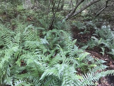 Dryopteris ludoviciana, photographed by Alan Weakley