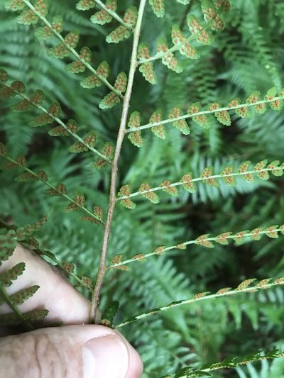 Dryopteris ludoviciana, photographed by Alan Weakley
