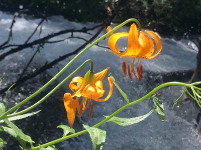 Lilium kelleyanum, photographed by jeninsierras