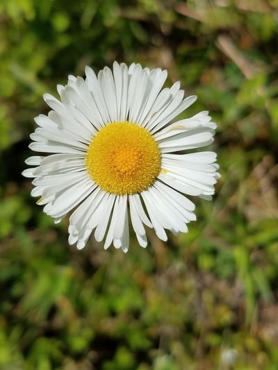 Erigeron galeottii, photographed by Alan Rockefeller