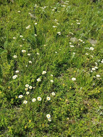Erigeron galeottii, photographed by Alan Rockefeller