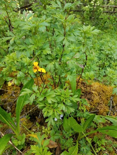 Bidens ostruthioides, photographed by Alan Rockefeller
