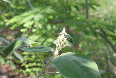 Croton suberosus, photographed by Viacheslav Shalisko