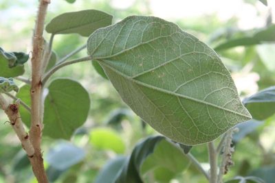 Croton suberosus, photographed by Viacheslav Shalisko