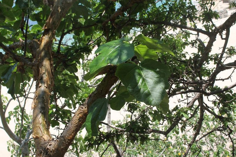 Jatropha chamelensis, photographed by Viacheslav Shalisko