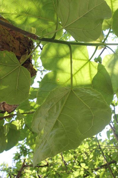 Jatropha chamelensis, photographed by Viacheslav Shalisko