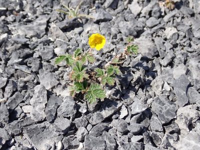 Potentilla nivea, photographed by John Brew