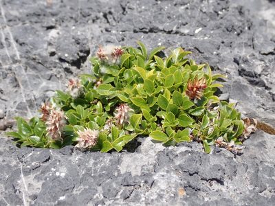 Salix uva-ursi, photographed by John Brew