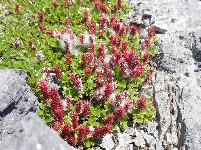 Salix uva-ursi, photographed by John Brew