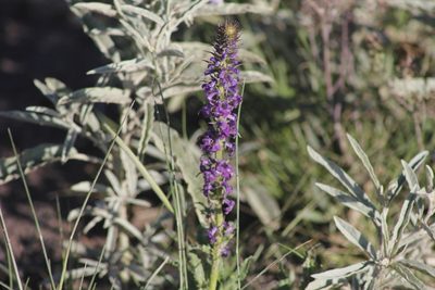 Lobelia fenestralis, photographed by Juan Cruzado Cortés