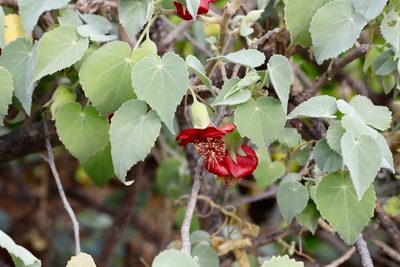 Abutilon menziesii