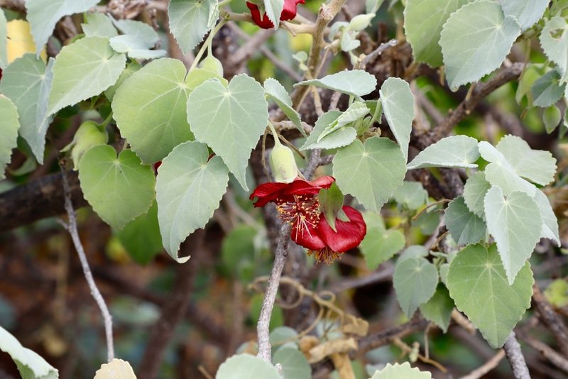 Abutilon menziesii, photographed by jimsox