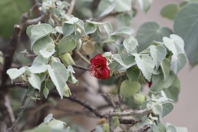 Abutilon menziesii, photographed by jimsox