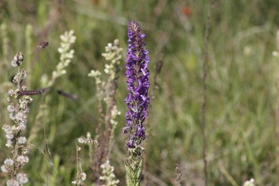 Lobelia fenestralis, photographed by Juan Cruzado Cortés