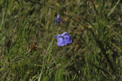 Salvia reptans, photographed by Juan Cruzado Cortés