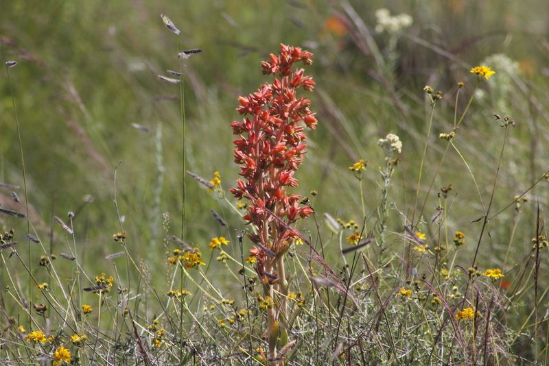 Echeveria paniculata, photographed by Juan Cruzado Cortés