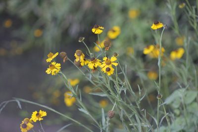 Helenium mexicanum, photographed by Juan Cruzado Cortés