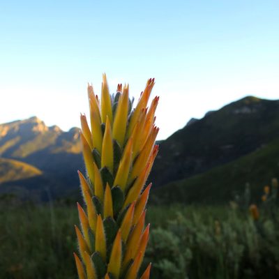 Mimetes pauciflorus, photographed by Di Turner