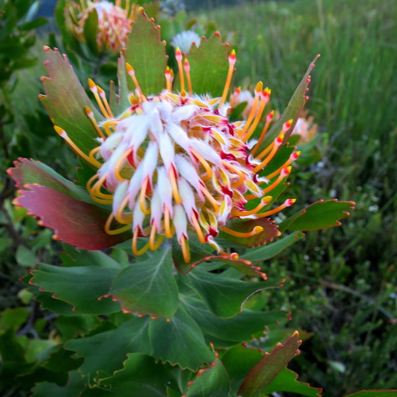 Leucospermum glabrum, photographed by Di Turner