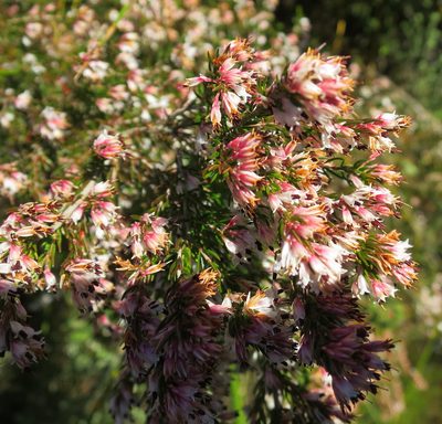 Erica fuscescens, photographed by Di Turner