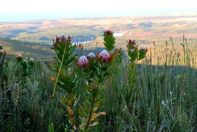 Leucospermum glabrum, photographed by Di Turner