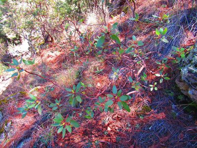 Arbutus tessellata, photographed by Oscar Alejandro Morales Juárez