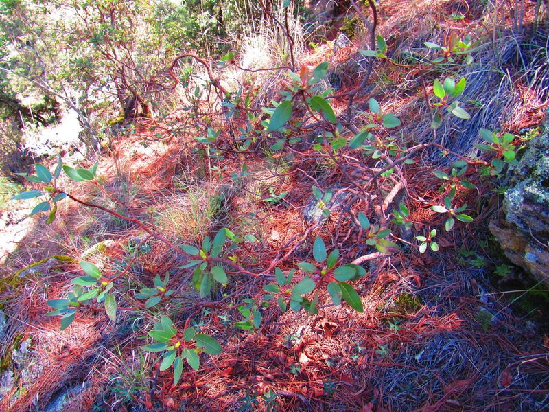 Arbutus tessellata, photographed by Oscar Alejandro Morales Juárez