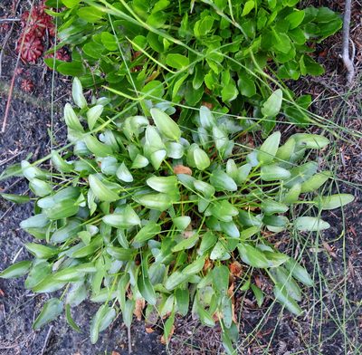 Villarsia capensis, photographed by Di Turner