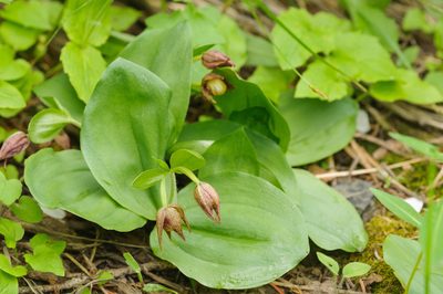 Cypripedium fasciculatum, photographed by Rolf Lawrenz