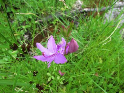 Rhynchospora capitellata, photographed by Chris Hoess