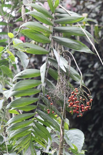 Chamaedorea linearis, photographed by GERMAN LEONEL SARMIENTO CRUZ