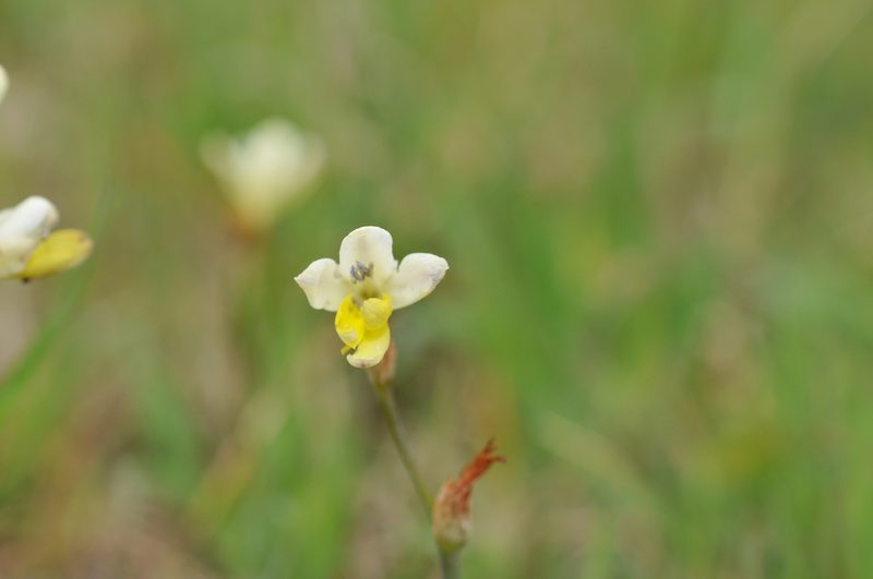 Sparaxis parviflora, photographed by Cheng-Tao Lin