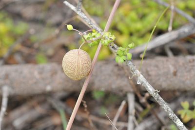 Cysticapnos vesicaria, photographed by Cheng-Tao Lin