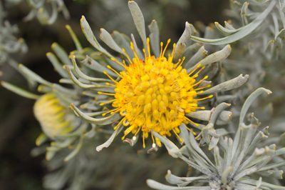 Leucospermum tomentosum, photographed by Cheng-Tao Lin