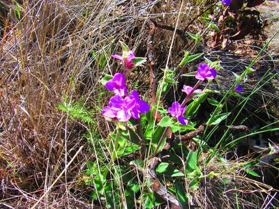 Tradescantia crassifolia, photographed by Oscar Alejandro Morales Juárez