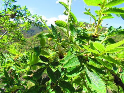 Bursera cuneata, photographed by Oscar Alejandro Morales Juárez