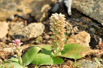 Lachenalia carnosa, photographed by Cheng-Tao Lin