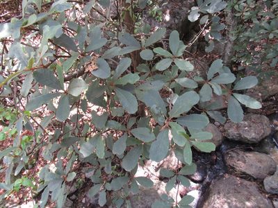 Clethra hartwegii, photographed by Oscar Alejandro Morales Juárez