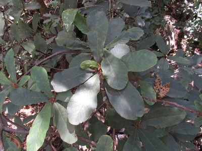 Clethra hartwegii, photographed by Oscar Alejandro Morales Juárez