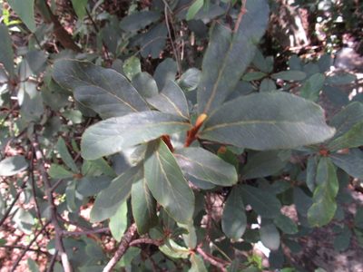 Clethra hartwegii, photographed by Oscar Alejandro Morales Juárez