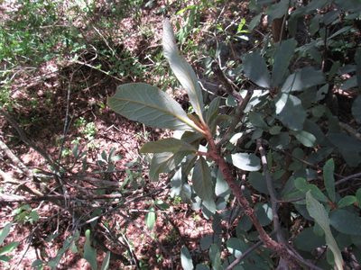 Clethra hartwegii, photographed by Oscar Alejandro Morales Juárez