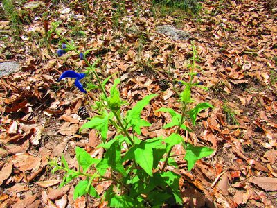 Salvia patens, photographed by Oscar Alejandro Morales Juárez
