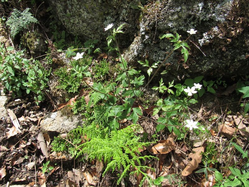 Knowltonia mexicana, photographed by Oscar Alejandro Morales Juárez