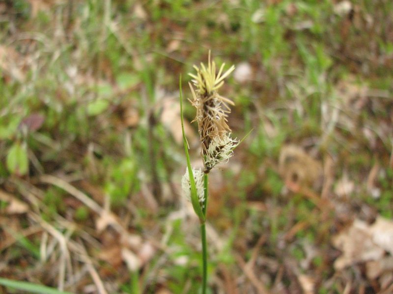 Carex polymorpha, photographed by Chris Hoess