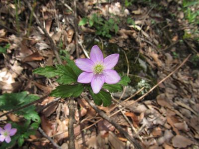 Knowltonia mexicana, photographed by Oscar Alejandro Morales Juárez