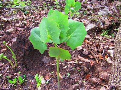 Senecio sessilifolius, photographed by Oscar Alejandro Morales Juárez