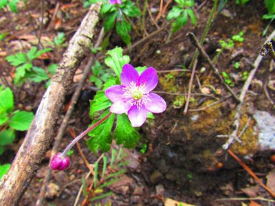 Knowltonia mexicana, photographed by Oscar Alejandro Morales Juárez